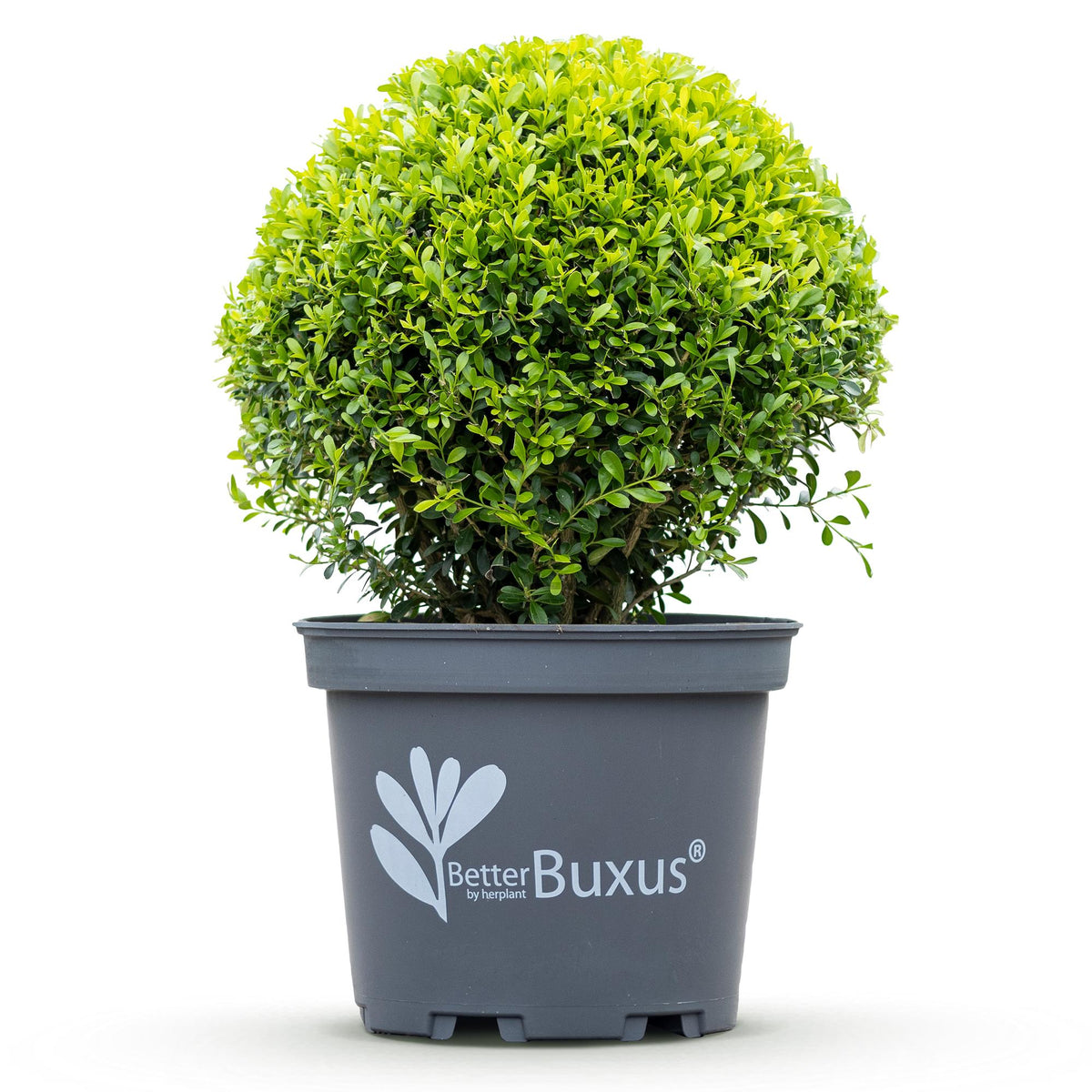 GreenboutiQ - Buxus Kugel - BetterBuxus Skylight - Resistent gegen Buxusmehltau - 1 Pflanze - Topf 26cm Kugel 30cm 