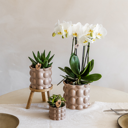 Kolibri Orchids | Pflanzenset Cotton Sand | Grüne Pflanzen mit Weißer Phalaenopsis-Orchidee Ghent in Keramischen Ziertöpfen 