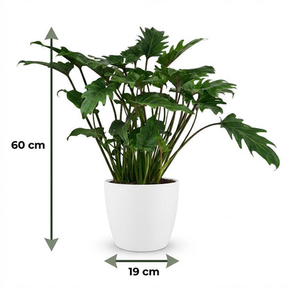 Philodendron Xanadu Zimmerpflanze 60cm – grüne Blattpflanze im Potter Weiß Übertopf Ø19cm – tief eingeschnittene Blätter – pflegeleicht, luftreinigend für Wohnung, Büro & helle Ecken 