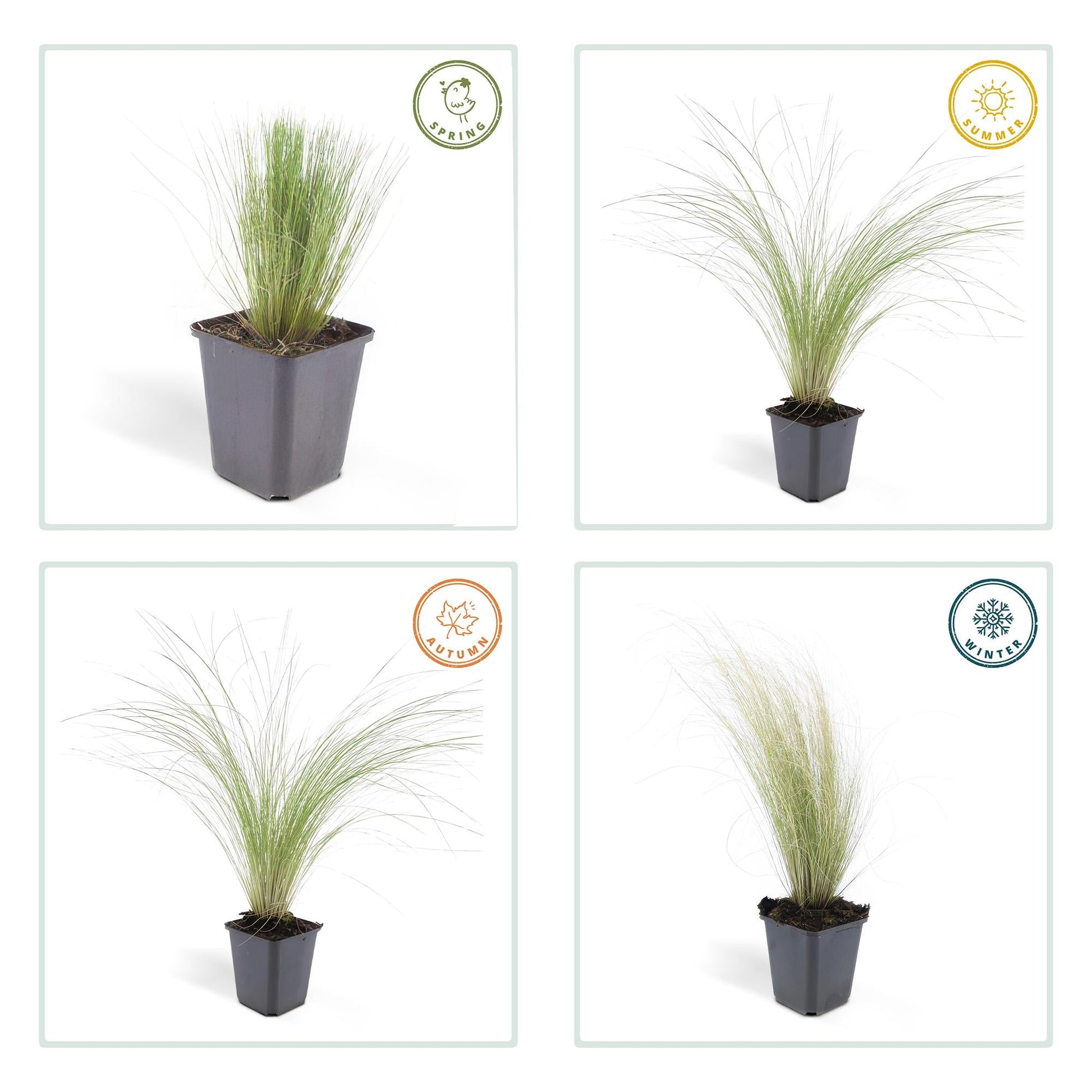 Stipa tenuissima ‘Ponytails’ – 48 Pflanzen – ↕10-25cm – Ø9cm – Ziergras – Feinhaarig & Luftig – Sonne – Pflegeleicht – Für Garten & Beete 