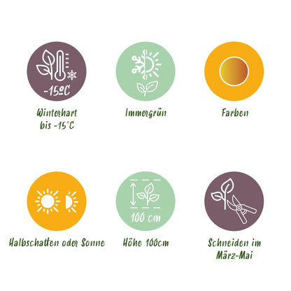 GreenboutiQ - Gartenpflanze - Leucothoe Curly Gold - Gelb - 2 Pflanzen - Immergrün - Wenig Pflege - Topf 17cm Höhe 40cm 