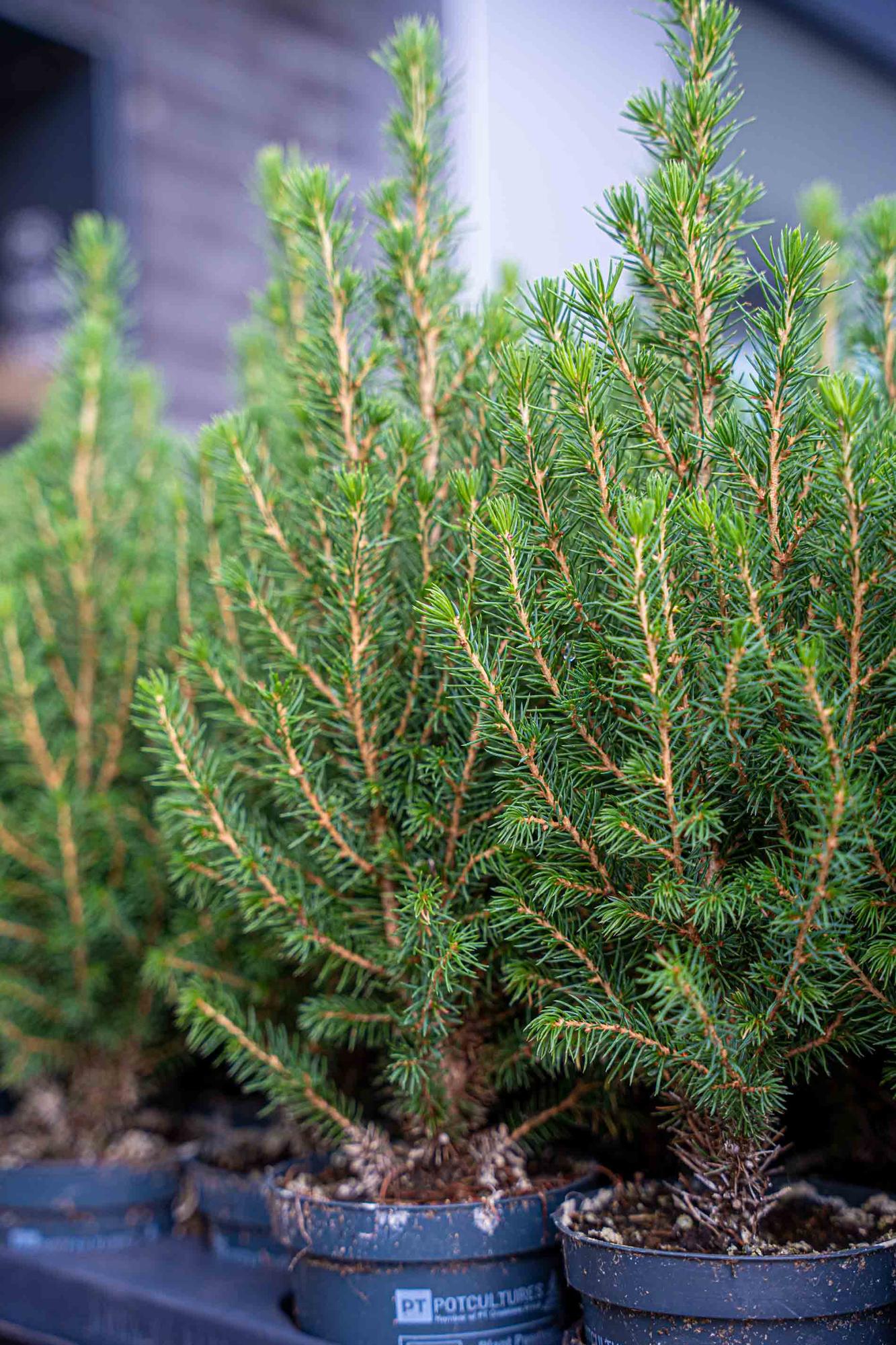 3x Mini Christmas Tree - Picea Glauca Perfecta - 25-30 cm 