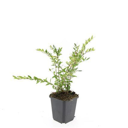 Lonicera pileata – Zwerg-Geißblatt – 24 Pflanzen – 9cm – Immergrüner Bodendecker – ↕10–25cm – Pflegeleichte & winterharte Flächenbegrünung für Sonne & Schatten 