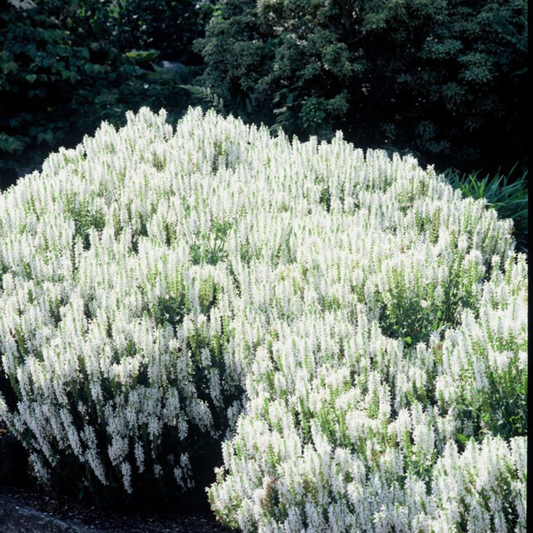 Salvia nemorosa Schneehügel – 48 Pflanzen – Ø9cm – Höhe 10-25cm – Steppensalbei – Hellblaue Blütenähren – Bienenfreundliche Staude für Beet & Steingarten