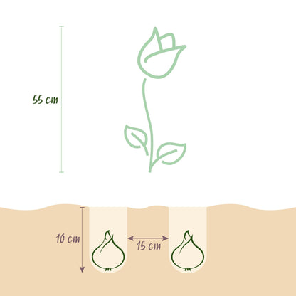 GreenboutiQ - Blumenzwiebeln - Tulp Flaming Beauty Mix - Verschiedene Farben - 15 Stück - Zwiebelgröße 11/12 - XXL Pack 