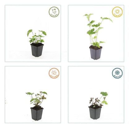 Anemone tomentosa 'Robustissima' – 48 Pflanzen – ↕10-25cm – Ø9cm – Purpurrosa Herbstanemone – Winterhart, langlebig & bienenfreundlich – Für Beete & Rabatten 
