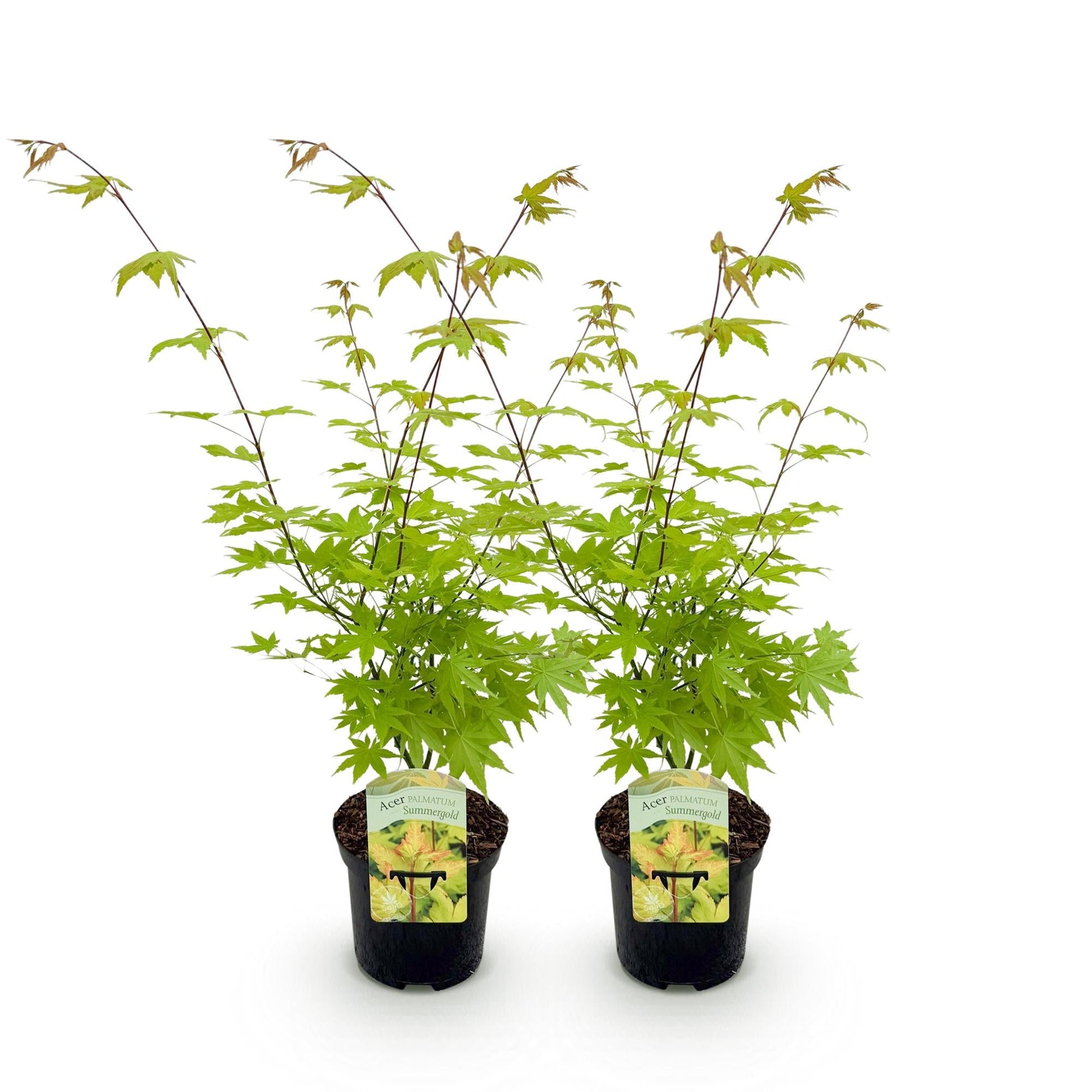 Japanischer Ahorn – Acer palmatum 'Summergold' – 2 Pflanzen – ca. 70 cm hoch – Ø19 cm – gelb-orangefarbene Blätter – Balkon- & Gartenpflanze 