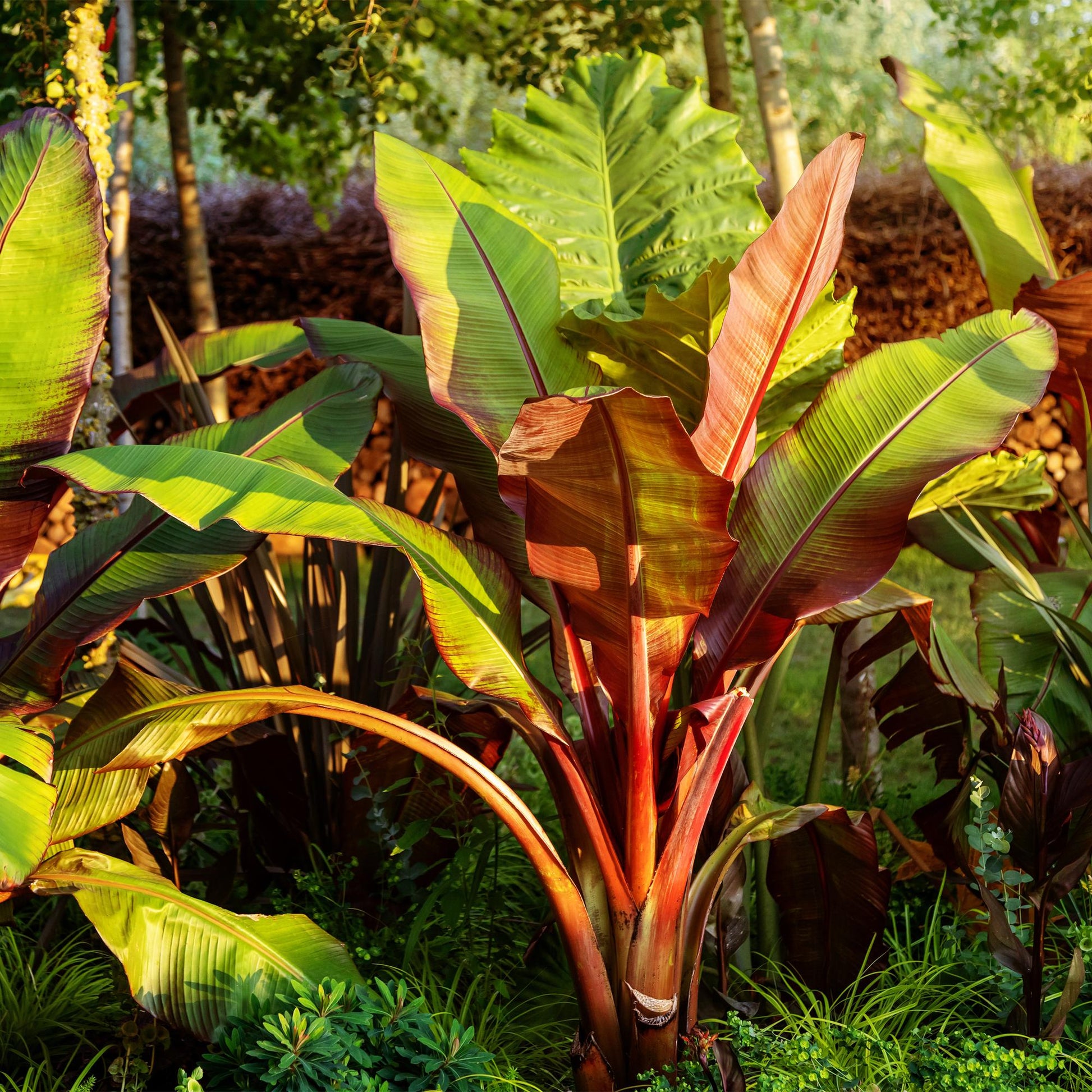 Bananenpflanze Ensete ventricosum Maurelli – Winterhart – 6 Pflanzen – Obstpflanze – Topf Ø17 cm, Höhe ca. 40 cm 