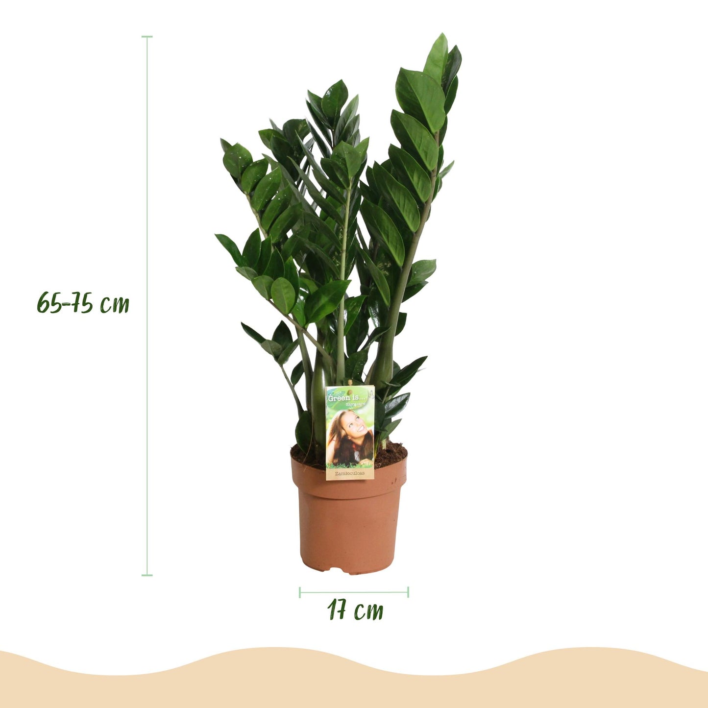 Green boutiQ - Zimmerpflanzen - Zamioculcas - ZZ-Pflanze - Wenig Pflege - Grün - 2 Pflanzen - Topf 17cm - Höhe 65-75cm 