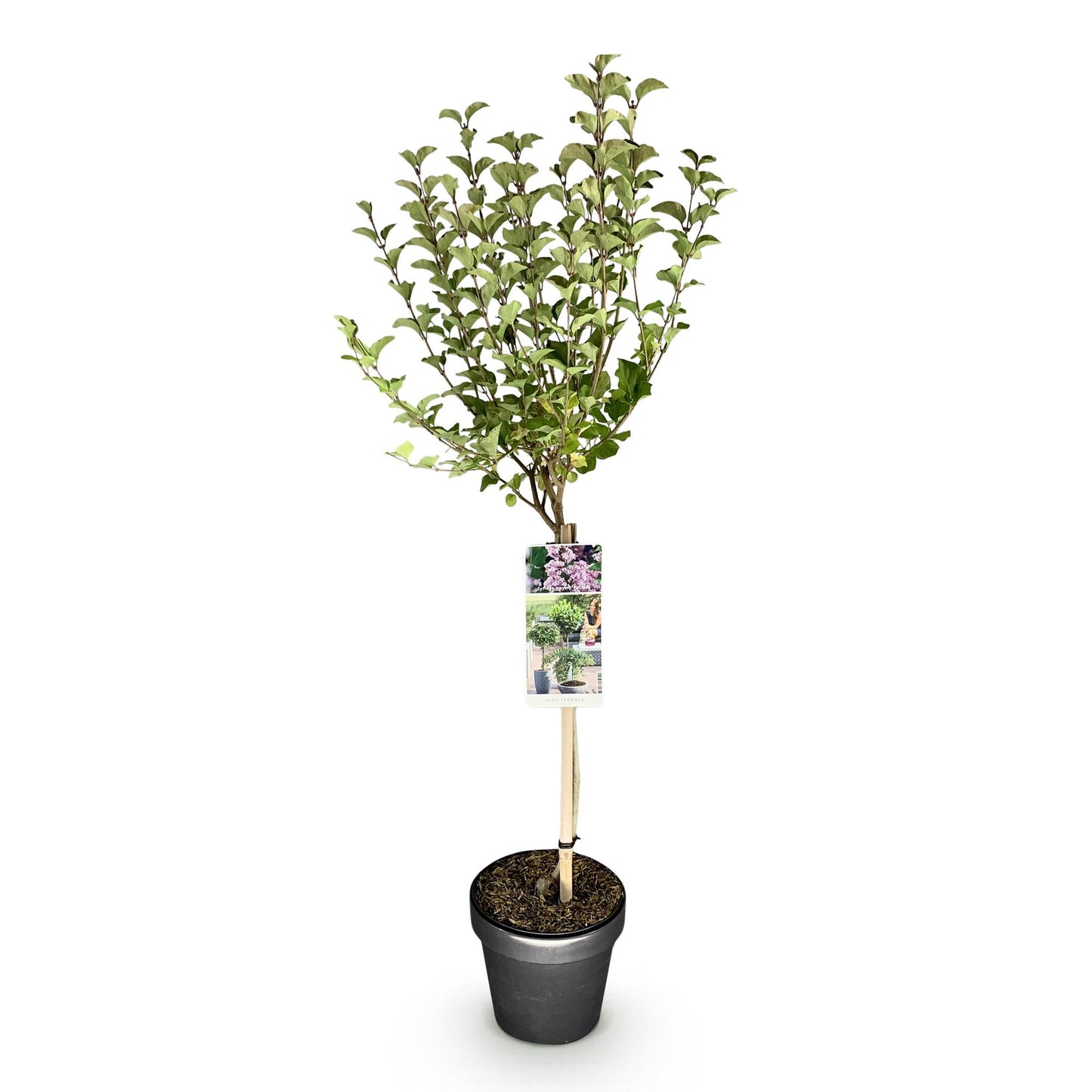 GreenboutiQ - Stamm-Pflanze - Syringa meyeri Palibin - Terrassenpflanze - Laubabwerfend - Winterhart - Lila Blüte - Topf 19cm Höhe 90cm 
