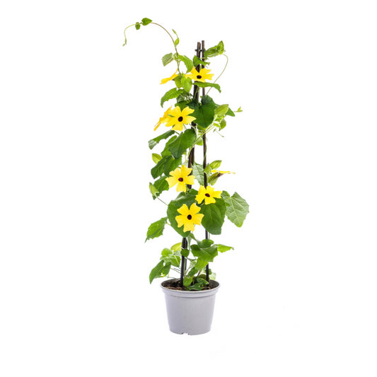 Schwarzäugige Susanne - Thunbergia alata Sunny Susy Mix Ø13 cm - ↕60 cm - 4 Pflanzen 