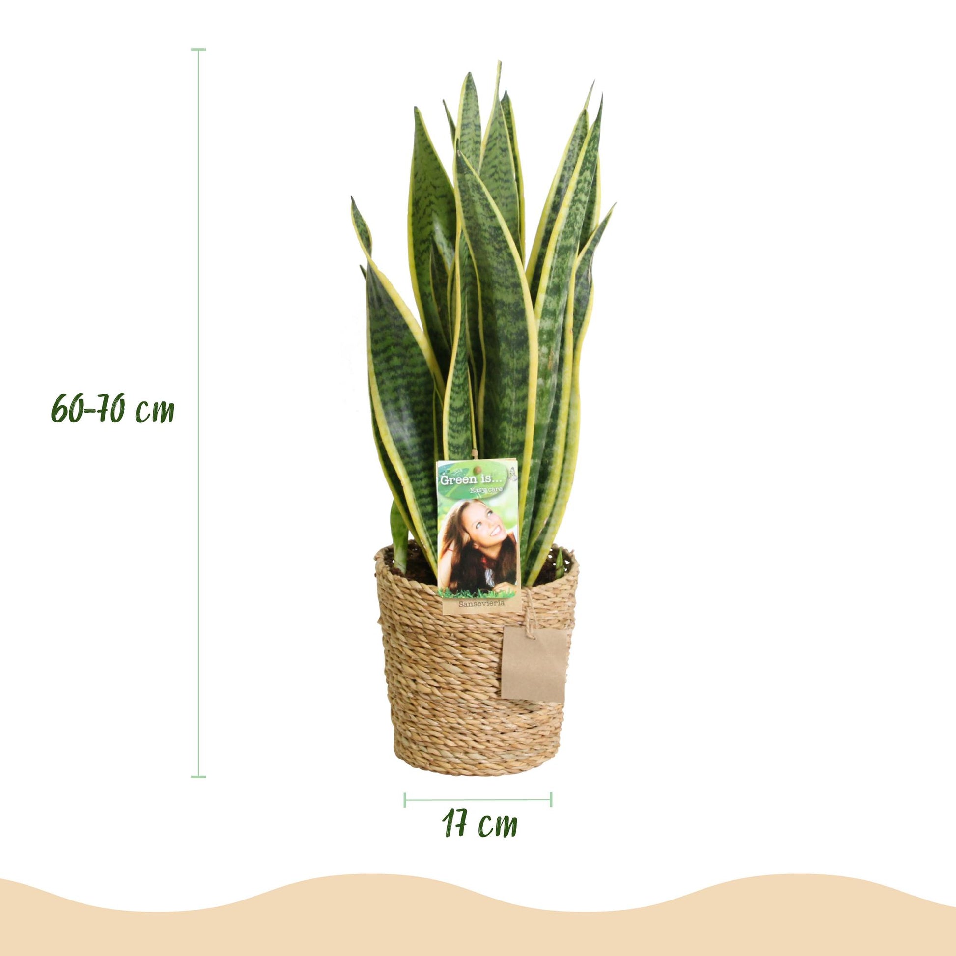 Green boutiQ - Zimmerpflanzen - Sanseveria Laurentii - Schwiegermutterzunge - Pflegeleicht - mit Korb - Grün - Gelb - 2 Pflanzen - Topf 17cm - Höhe 60-70cm 