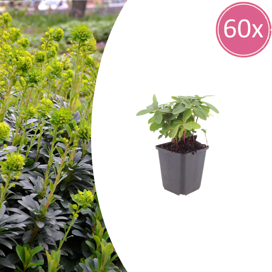 Euphorbia amygdaloides Robbiae – 60 Pflanzen Ø9cm – Höhe10-25cm – Immergrüner Bodendecker für Schatten & Halbschatten – Gelbgrüne Frühjahrsblüte – Winterhart pflegeleicht