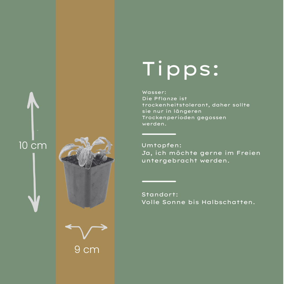 Stachys byzantina Silver Carpet – 12 Pflanzen – Ø9cm – Höhe 10-25cm – Winterharte Bodendecker Staude – Silberlaub – Trockenheitsresistent für Beet & Steingarten