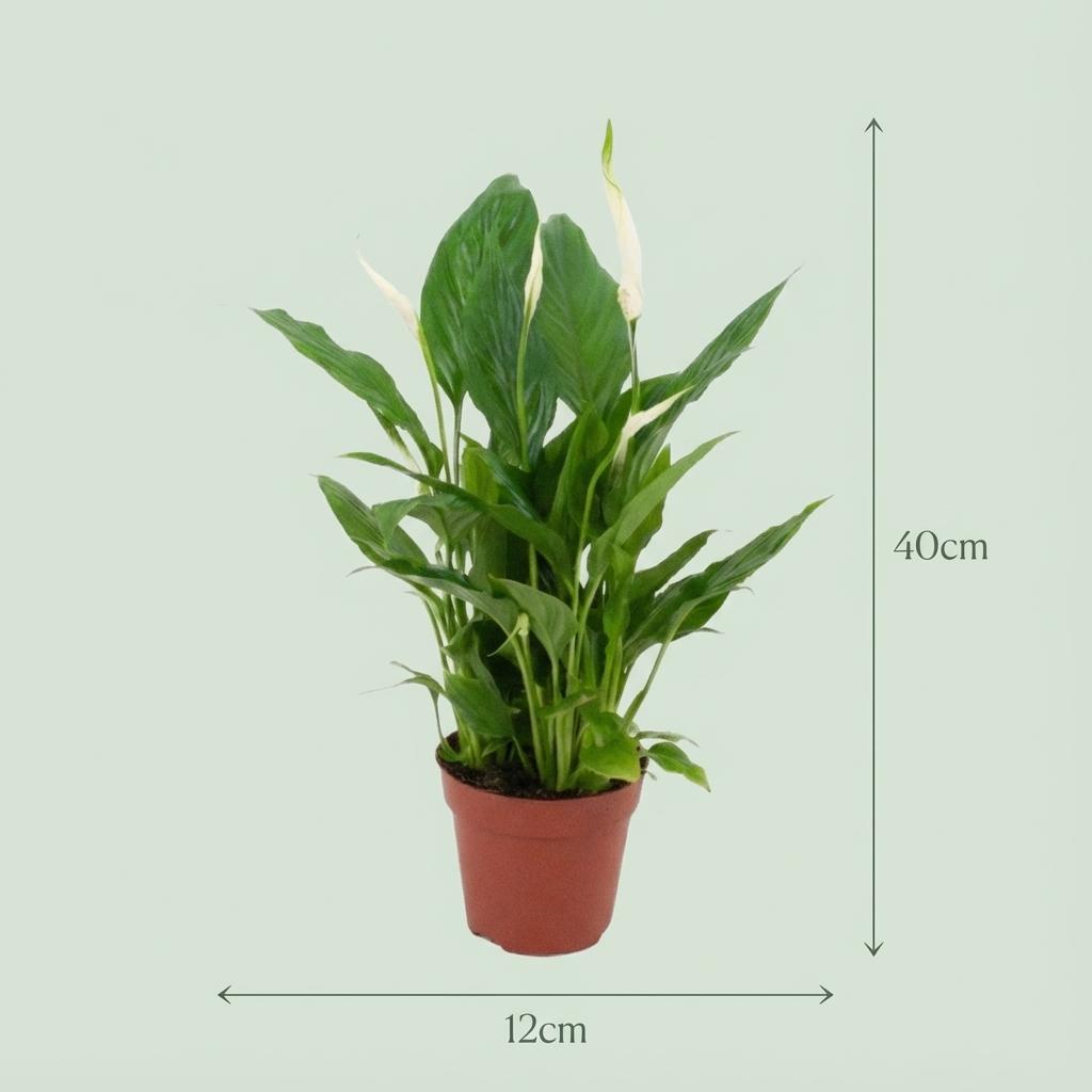 Spathiphyllum Einblatt – 4 Pflanzen – Ø12cm – Höhe 35–40cm – Luftreinigende Zimmerpflanze – Weiße Blüten – Ideal für Wohnraum & Büro 