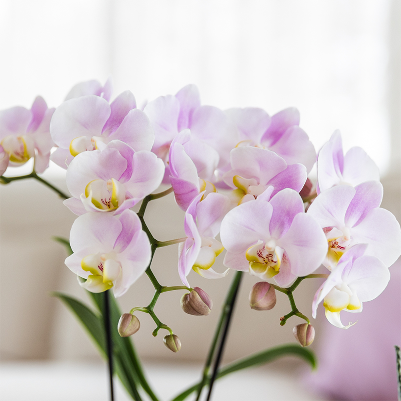 Kolibri Orchids | KOMBI-ANGEBOT mit 4 Phalaenopsis-Orchideen - Portugal - Topfgröße Ø9cm | Blühende Zimmerpflanze - Frisch vom Züchter 