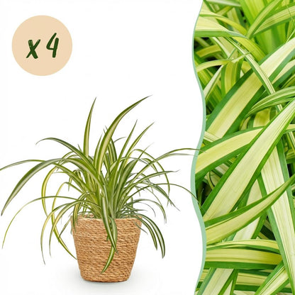 Green boutiQ - Zimmerpflanze - Chlorophytum comosum Variegatum - Bunte Graslilie - Haustierfreundliche Pflanze - Grün - 4 Pflanzen - mit Korb - Topf 12cm - Höhe 20cm 