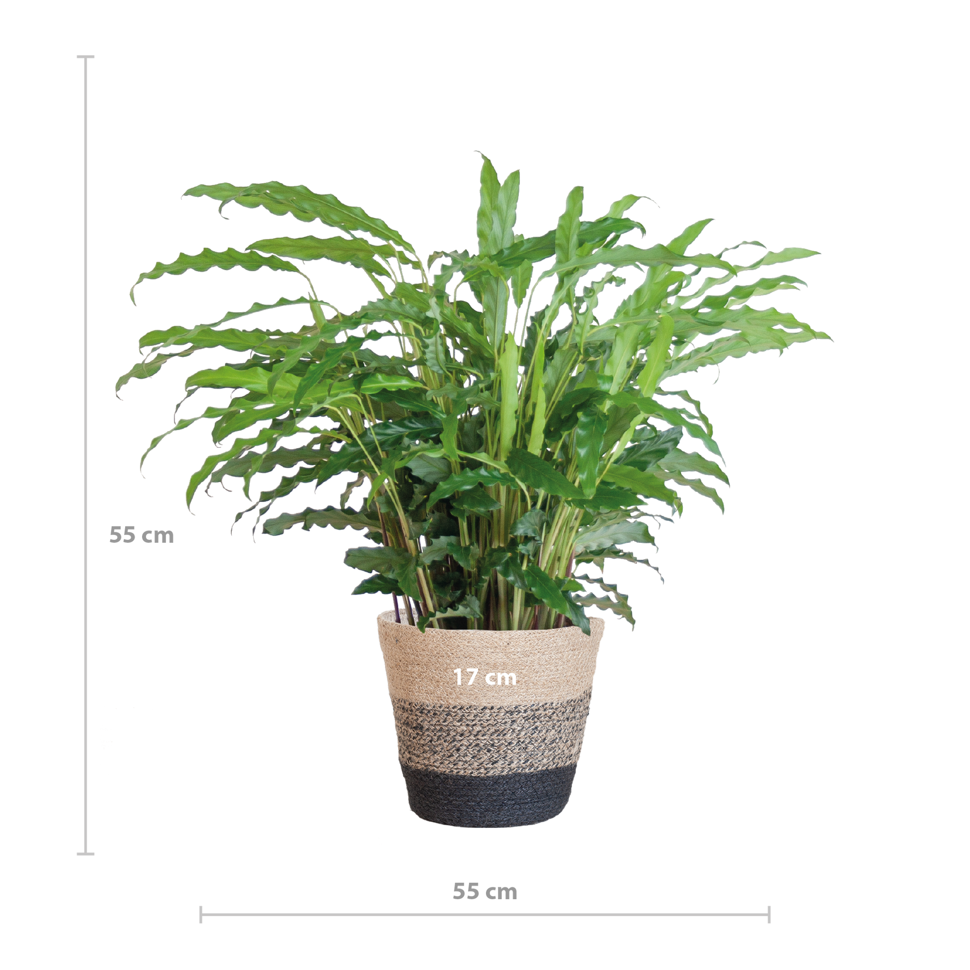 Calathea Rufibarba mit Korb Lissabon – Samt-Calathea – Zimmerpflanze – Ca. 55 cm hoch – Ø17 cm – Luftreinigend & pflegeleicht – Nachhaltiger Jutekorb 