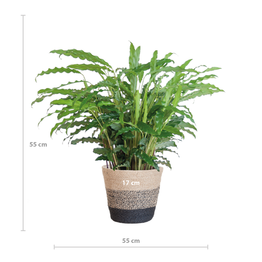 Calathea Rufibarba mit Korb Lissabon – Samt-Calathea – Zimmerpflanze – Ca. 55 cm hoch – Ø17 cm – Luftreinigend & pflegeleicht – Nachhaltiger Jutekorb 