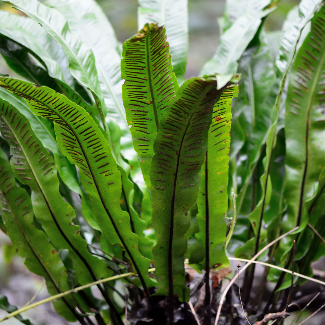 Hirschzungenfarn Asplenium scolopendrium – 24 Pflanzen – Immergrüner Farn für Schatten & Halbschatten – Strukturpflanze für Garten & Beet – 10-25cm – Ø9cm – Winterhart