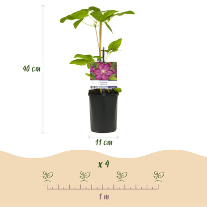 Kletterpflanze Clematis Ville de Lyon – Rosa Blüten – 2 Pflanzen – 11 cm x H40 cm – Winterhart & Pflegeleicht – Ideal für Garten, Balkon & Pergolen 