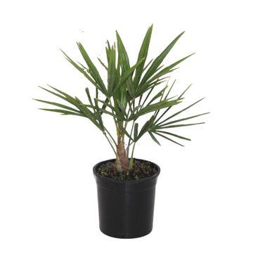 Chinesische Hanfpalme - Trachycarpus Fortunei - Zimmerpflanze - 40cm