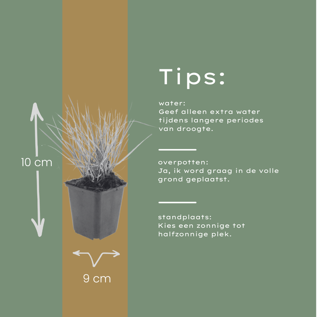 Sesleria autumnalis – 24 Pflanzen – Ø9cm – Höhe 10-25cm – Winterhartes Ziergras – Goldbraune Herbstfärbung – Pflegeleicht für Beet, Steingarten & Naturgarten
