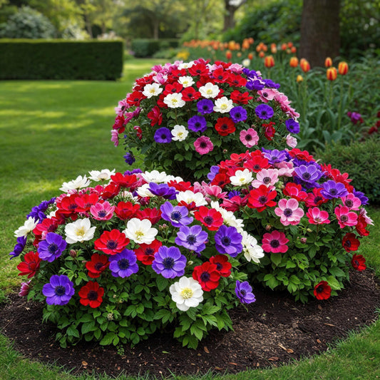 GreenboutiQ - Blumenzwiebeln - Anemone de Caen Mix - Verschiedene Farben - 30 Stück - Zwiebelgröße 5/6 - XXL Pack 
