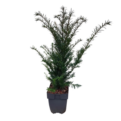 Europäische Eibe Taxus baccata – Immergrün – Heckenpflanze – 6 Pflanzen – 17 cm x H60 cm – pflegeleicht 