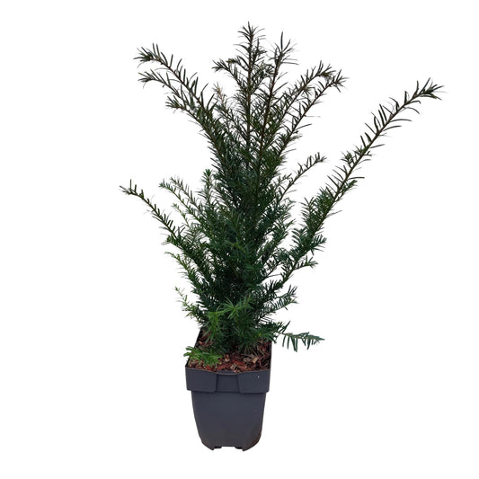 Europäische Eibe Taxus baccata – Immergrün – Heckenpflanze – 6 Pflanzen – 17 cm x H60 cm – pflegeleicht 