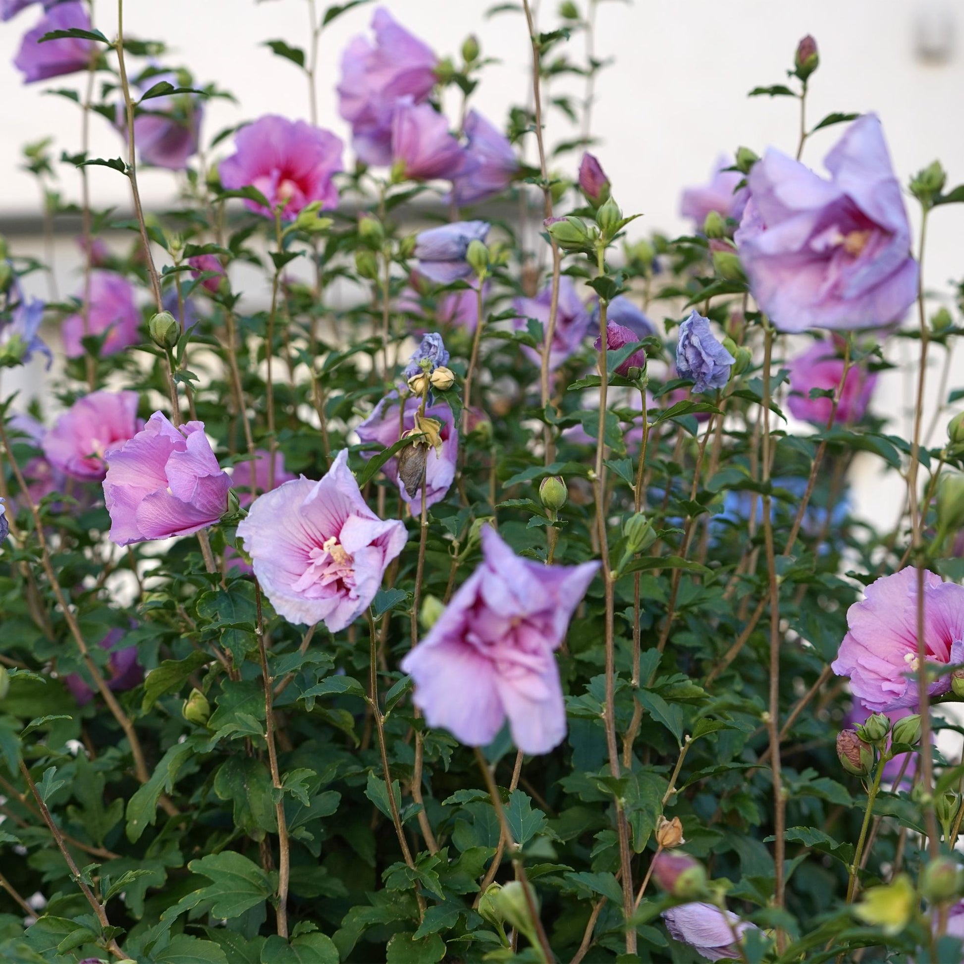 GreenboutiQ - Stamm Pflanze - Hibiscus syriacus Lavendor Chiffon® - Terrassen Pflanze - Laubabwerfend - Winterhart - Lila Blüte - Topf 19cm Höhe 90cm 
