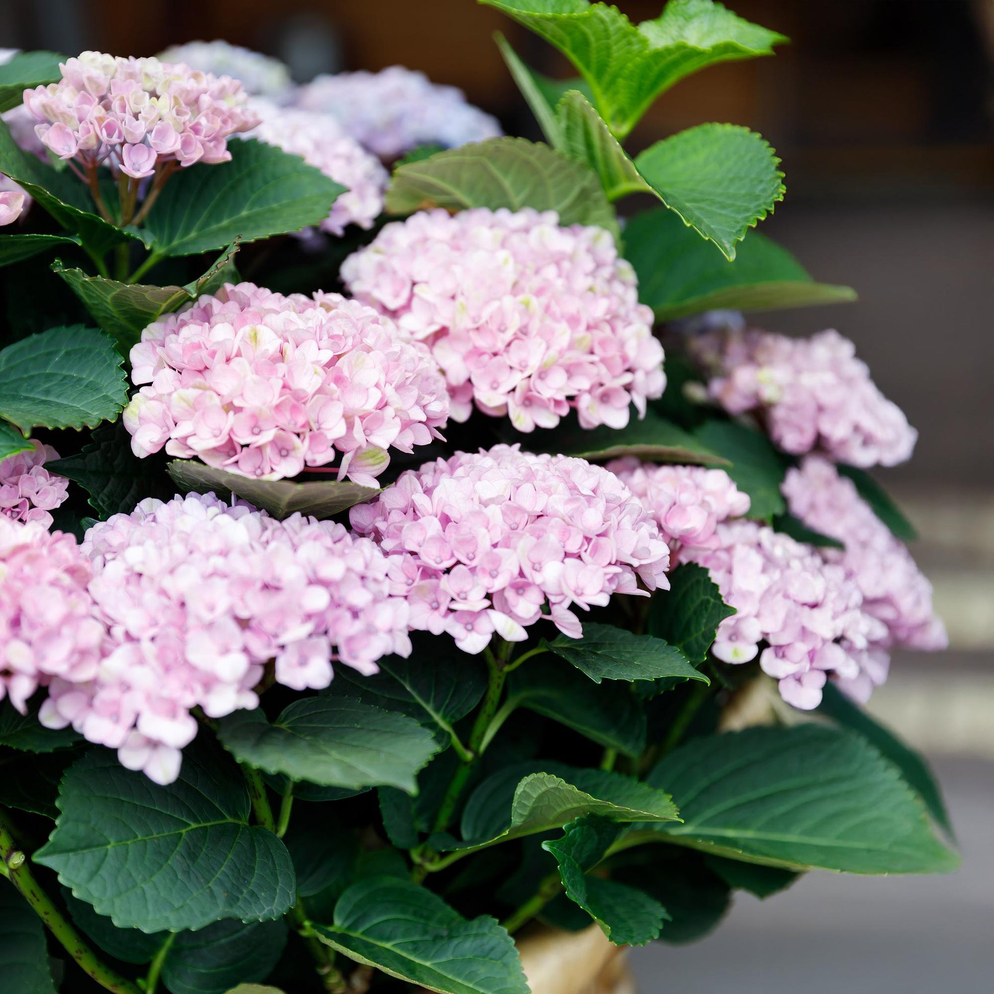 Hortensie Magical Revolution Pink – Rosa – Hydrangea macrophylla – 23 cm – Ca. 55 cm hoch – 6–10 Blüten – Für Balkon, Terrasse & Beet – Pflegeleicht & Blühfreudig 