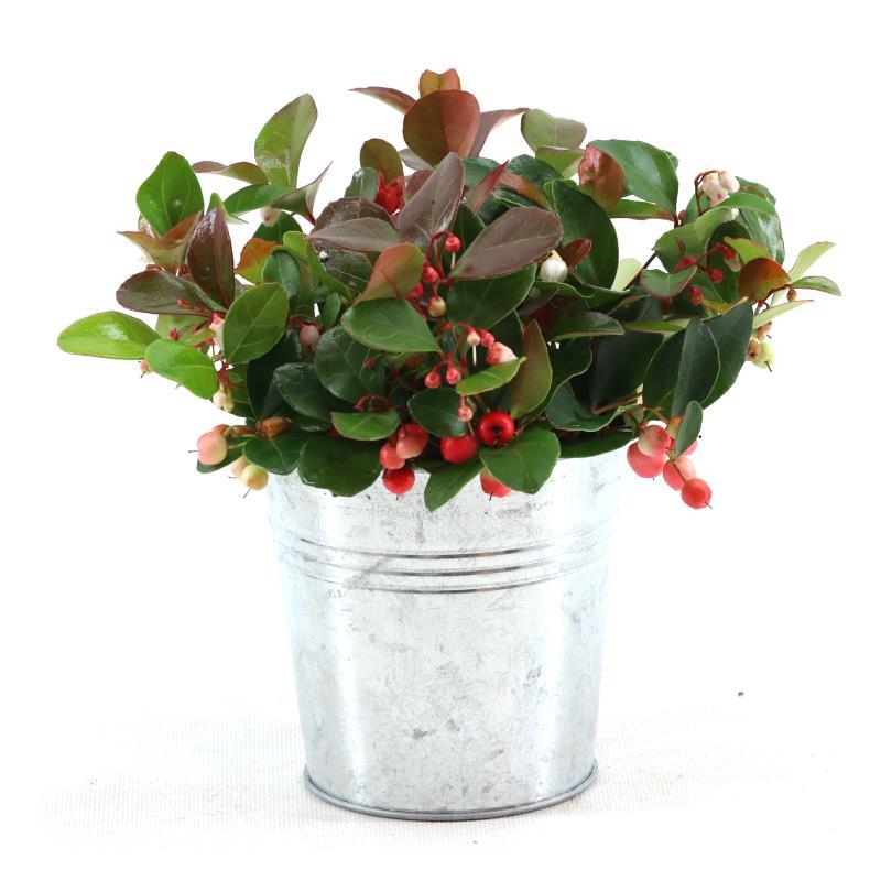 Gaultheria Pr. 'Big Berry'® P10 In Zinc Old-Look - Ø12cm - ↕15cm 