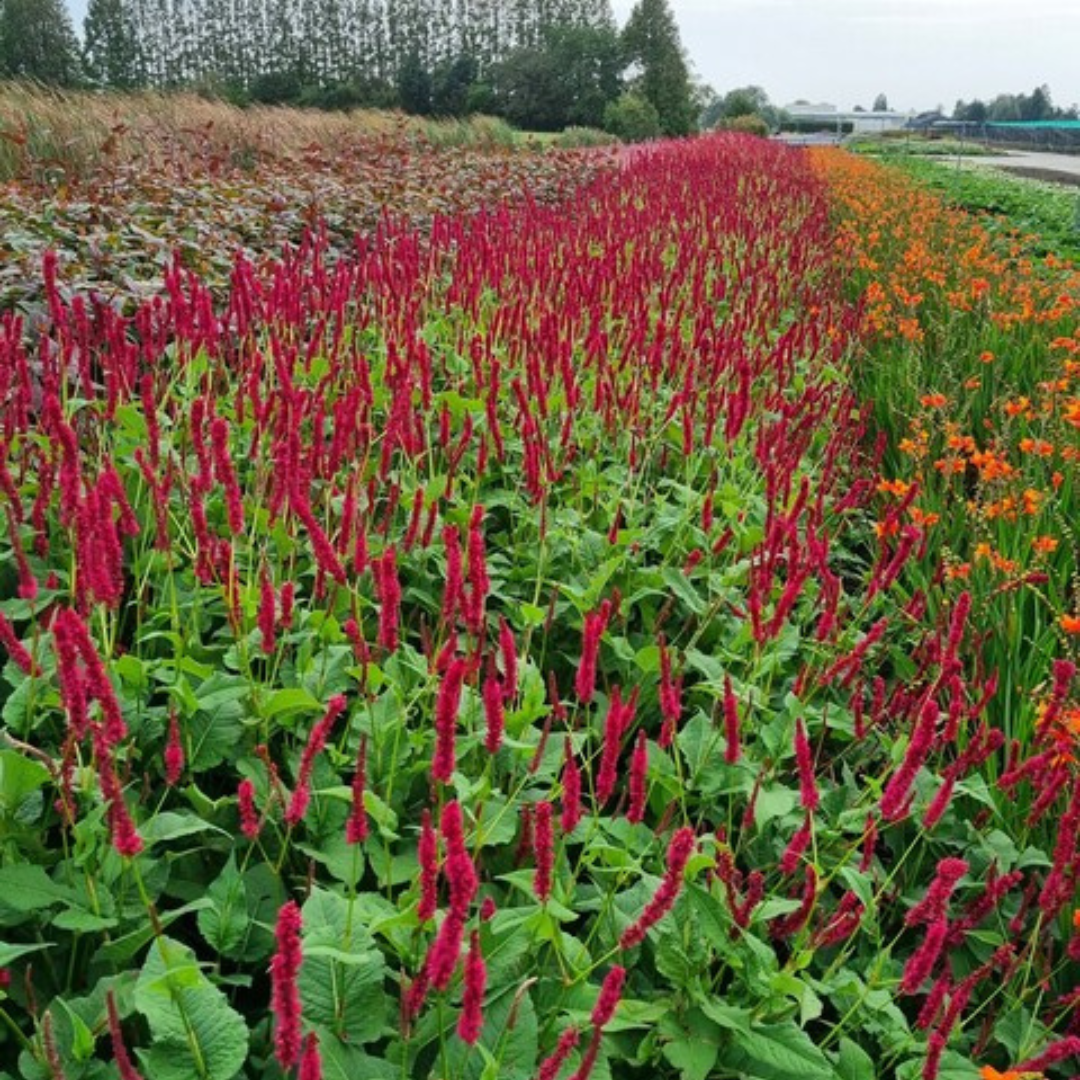 Persicaria amplexicaulis Blackfield – 12 Pflanzen – Ø9cm – Höhe 10-25cm – Winterharte Staude – Dunkelrote Blütenähren – Bienenfreundlich für Beet & Präriegarten