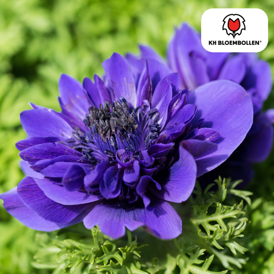 Blumenzwiebeln Anemonen – Anemone coronaria ‘Double’ – 30 Pflanzen – bunte Knollenmischung – ↕25-35cm – Frühlingsblüher für Beete, Töpfe & Schnittblumen 