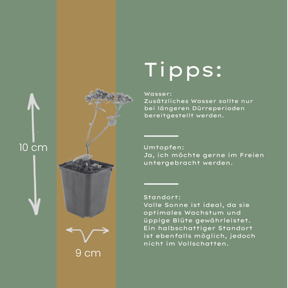 Sedum Matrona – 6 Pflanzen – Ø9cm – Höhe 10-25cm – Winterharte Fetthenne – Dunkelrosa Blüten – Trockenheitsresistent für Beet, Steingarten & Dachbegrünung