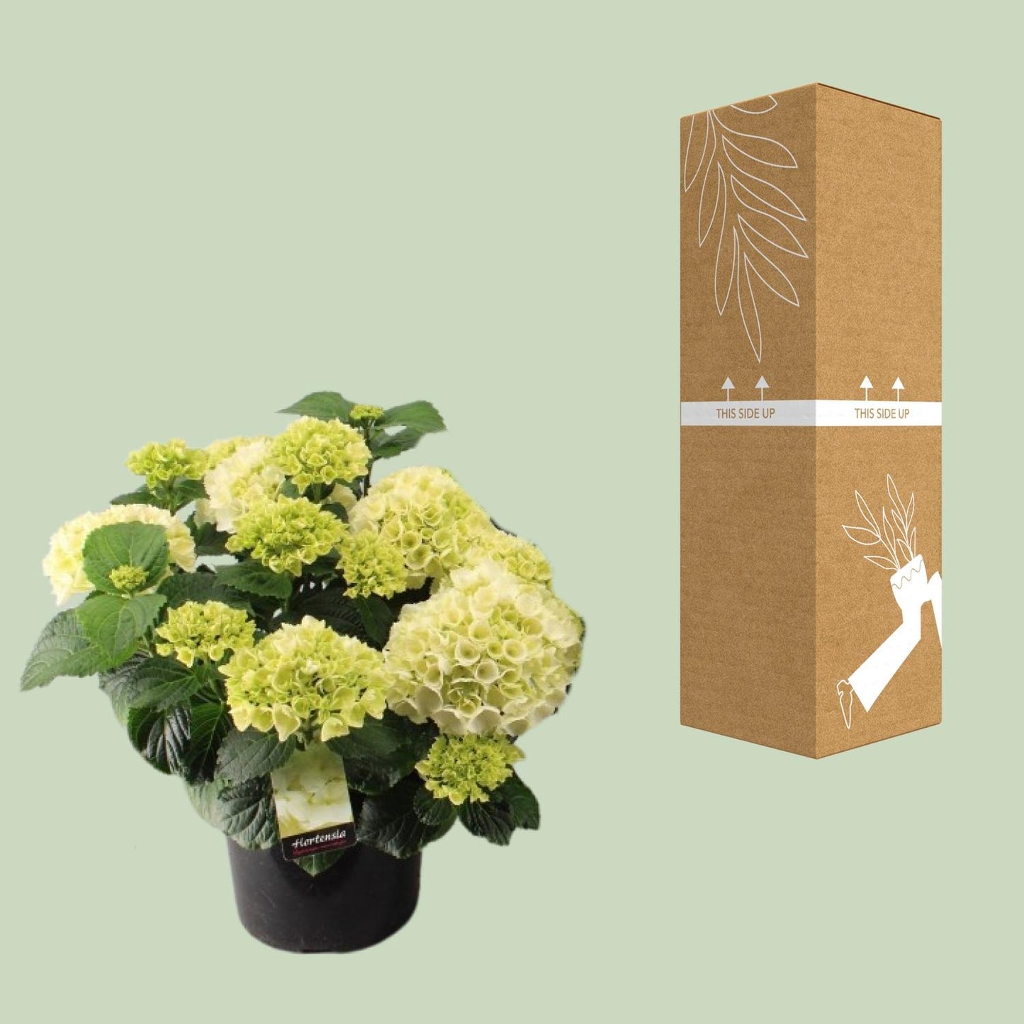 Hortensia Wit P23 - Ø23cm - ↕40cm 