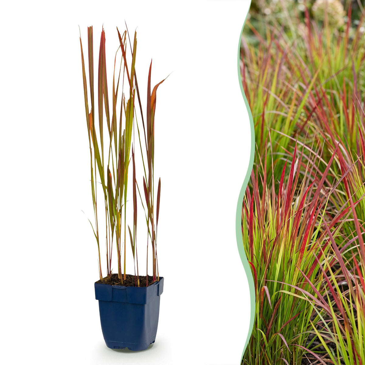 Blutgras 'Red Baron' – Imperata cylindrica 'Red Baron' – 6 Pflanzen – Topf Ø11cm – Staude für Garten & Balkon