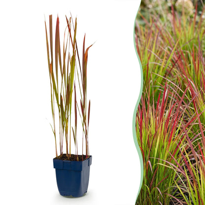 Blutgras 'Red Baron' – Imperata cylindrica 'Red Baron' – 6 Pflanzen – Topf Ø11cm – Staude für Garten & Balkon