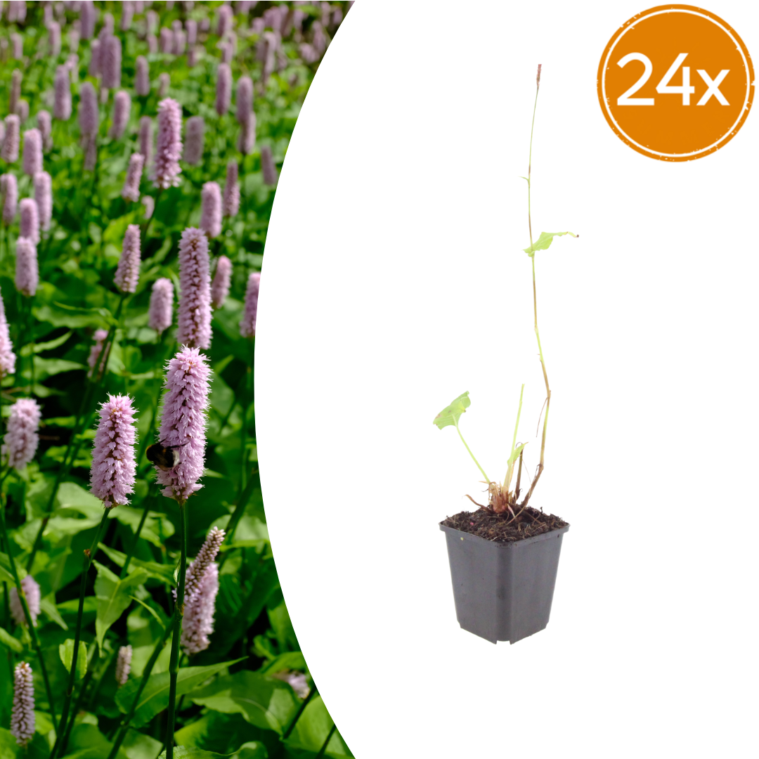 Persicaria affinis Superba – 24 Pflanzen – Ø9cm – Höhe 10-25cm – Winterharte Staude – Dunkelrote Blütenähren – Bienenfreundlich für Beet & Präriegarten