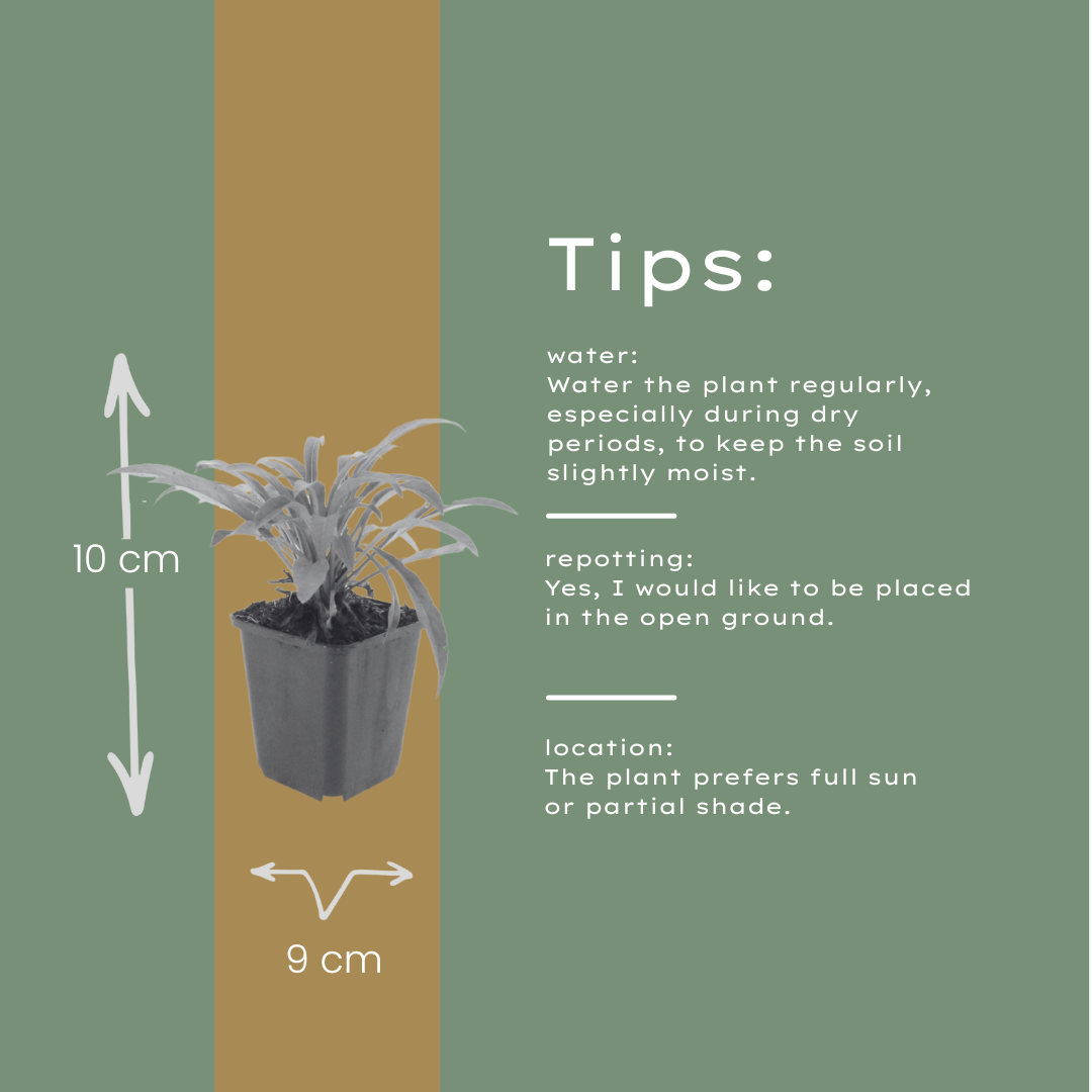 Pfirsichblättrige Glockenblume Campanula persicifolia ‘Coerulea’ – 24 Pflanzen – 10-25cm – Ø9cm – Blaue Staude für sonnige Beete & Halbschatten