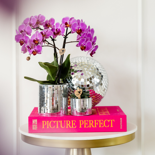 Kolibri Orchids | KOMBI-ANGEBOT mit 2 Phalaenopsis-Orchideen - Wien - Topfgröße Ø9cm | Blühende Zimmerpflanze - Frisch vom Züchter 