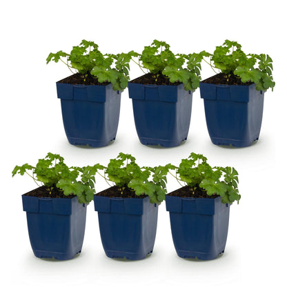 Storchschnabel 'Czakor' – Geranium macrorrhizum 'Czakor' – 6 Pflanzen – Topf Ø11cm – Bienenfreundliche Staude für Garten & Balkon
