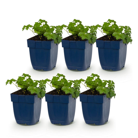 Storchschnabel 'Czakor' – Geranium macrorrhizum 'Czakor' – 6 Pflanzen – Topf Ø11cm – Bienenfreundliche Staude für Garten & Balkon