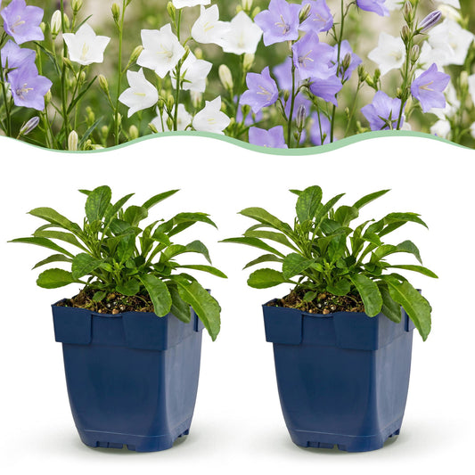 Pfirsichblättrige Glockenblume 'Duo' – Campanula persicifolia-Sortenmix – Topf Ø11cm – Bienenfreundliche Staude für Garten & Balkon