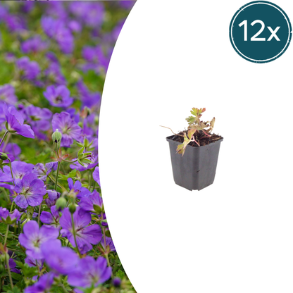 Geranium Azure Rush – 12 Pflanzen – Ø9cm – Höhe 10-25cm – Winterharte Staude – Hellblaue Blüten – Bodendecker für Beet, Steingarten & Kübel