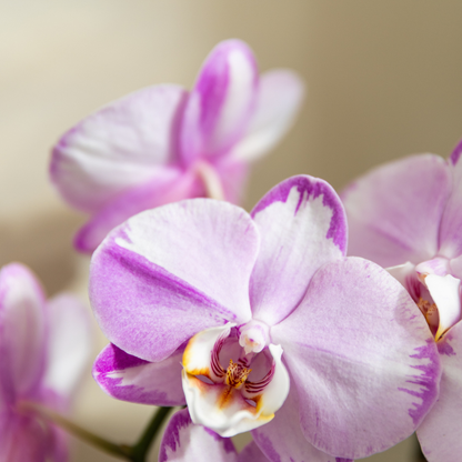 Kolibri Orchids | Rosa Niagara Falls Orchidee + Poppy Rosa Übertopf – Topfgröße Ø12 cm | Blühende Zimmerpflanze – Frisch vom Züchter 