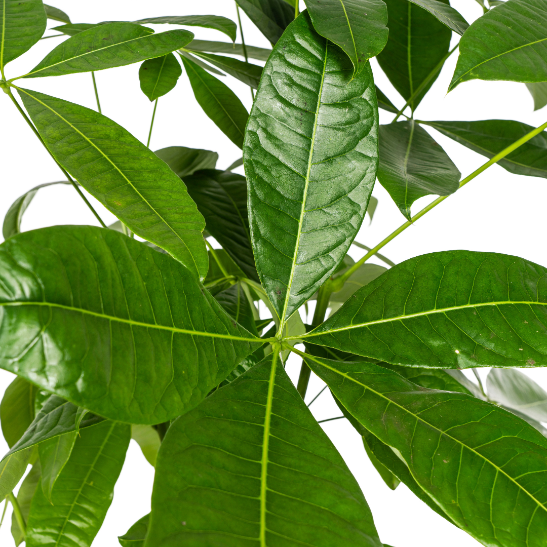 Pachira Aquatica mit Korb Ø24cm - ↕120 - 140cm 