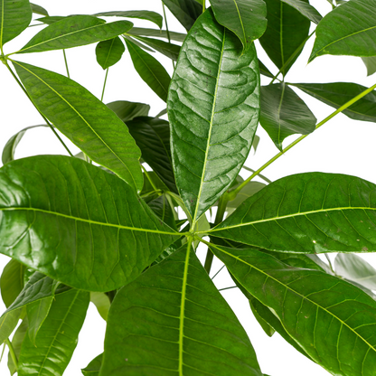 Pachira Aquatica mit Korb Ø24cm - ↕120 - 140cm 