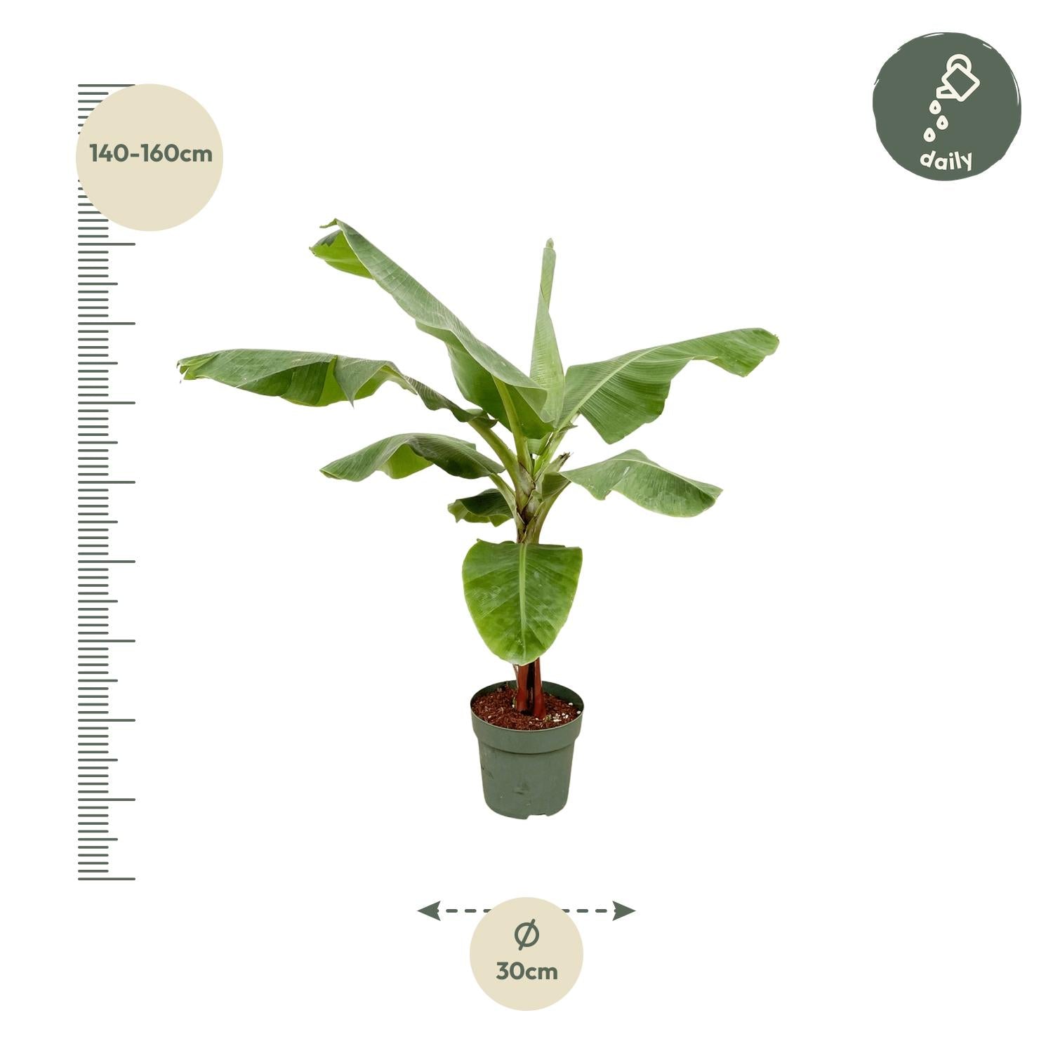 Bananenpflanze – Musa – ca. 160 cm hoch – Ø30 cm – tropische Zimmerpflanze – große grüne Blätter – dekorativ & pflegeleicht 